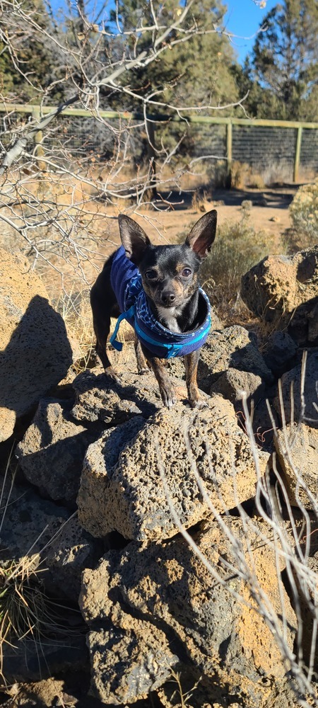 Mushu, an adoptable Chihuahua in Bend, OR, 97701 | Photo Image 1