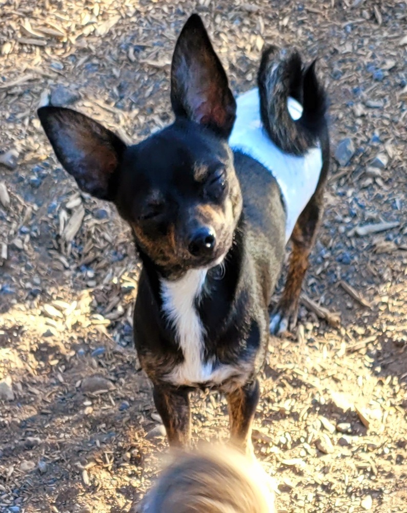 Mushu, an adoptable Chihuahua in Bend, OR, 97701 | Photo Image 2