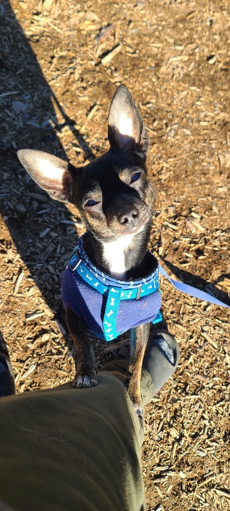 Mushu, an adoptable Chihuahua in Bend, OR, 97701 | Photo Image 2