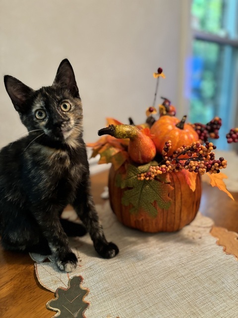 Auburn (College Kittens)