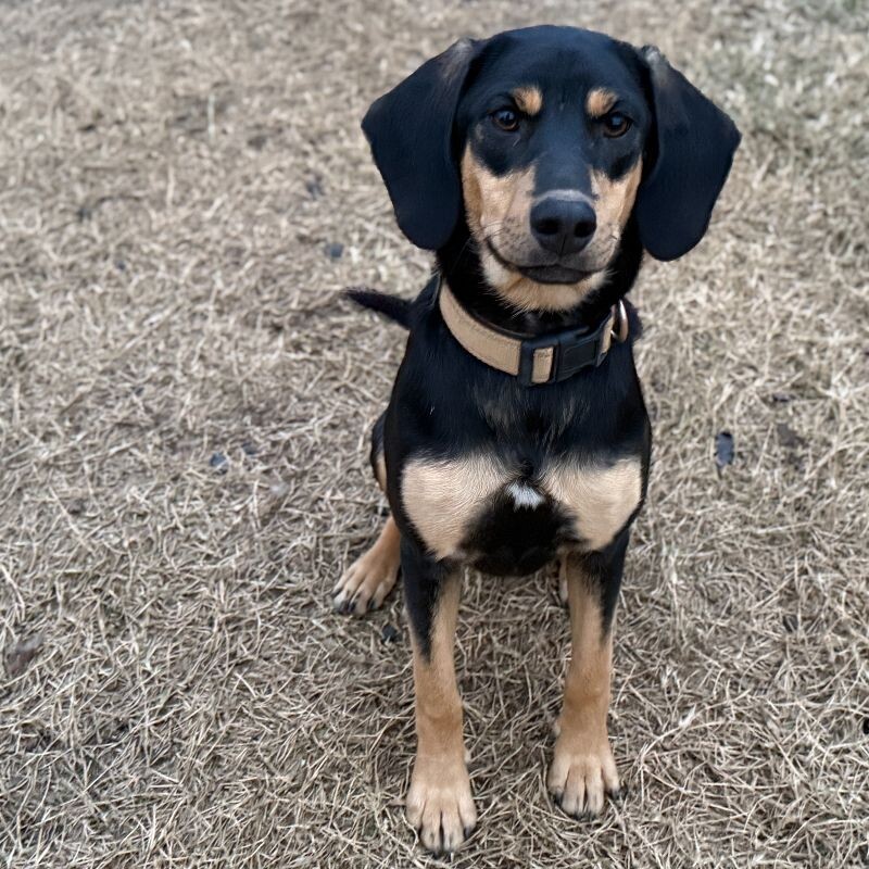 Faith - Sponsored, an adoptable Feist, Mixed Breed in Partlow, VA, 22534 | Photo Image 1