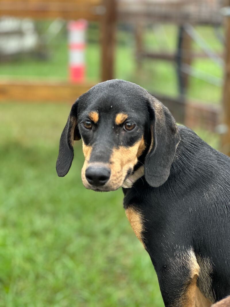 Faith - Sponsored, an adoptable Feist, Mixed Breed in Partlow, VA, 22534 | Photo Image 4