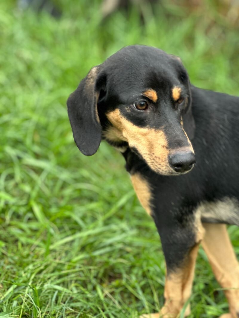 Faith - Sponsored, an adoptable Feist, Mixed Breed in Partlow, VA, 22534 | Photo Image 5