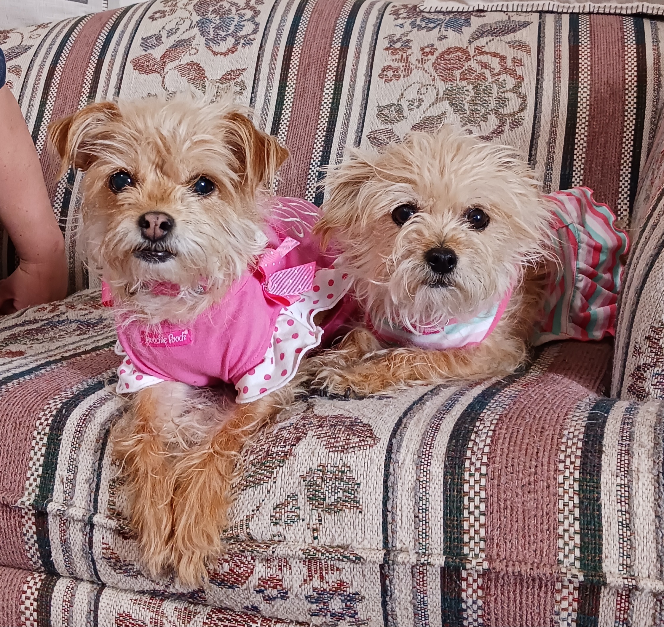 Rosie, an adoptable Terrier, Chihuahua in Windsor, CO, 80550 | Photo Image 1