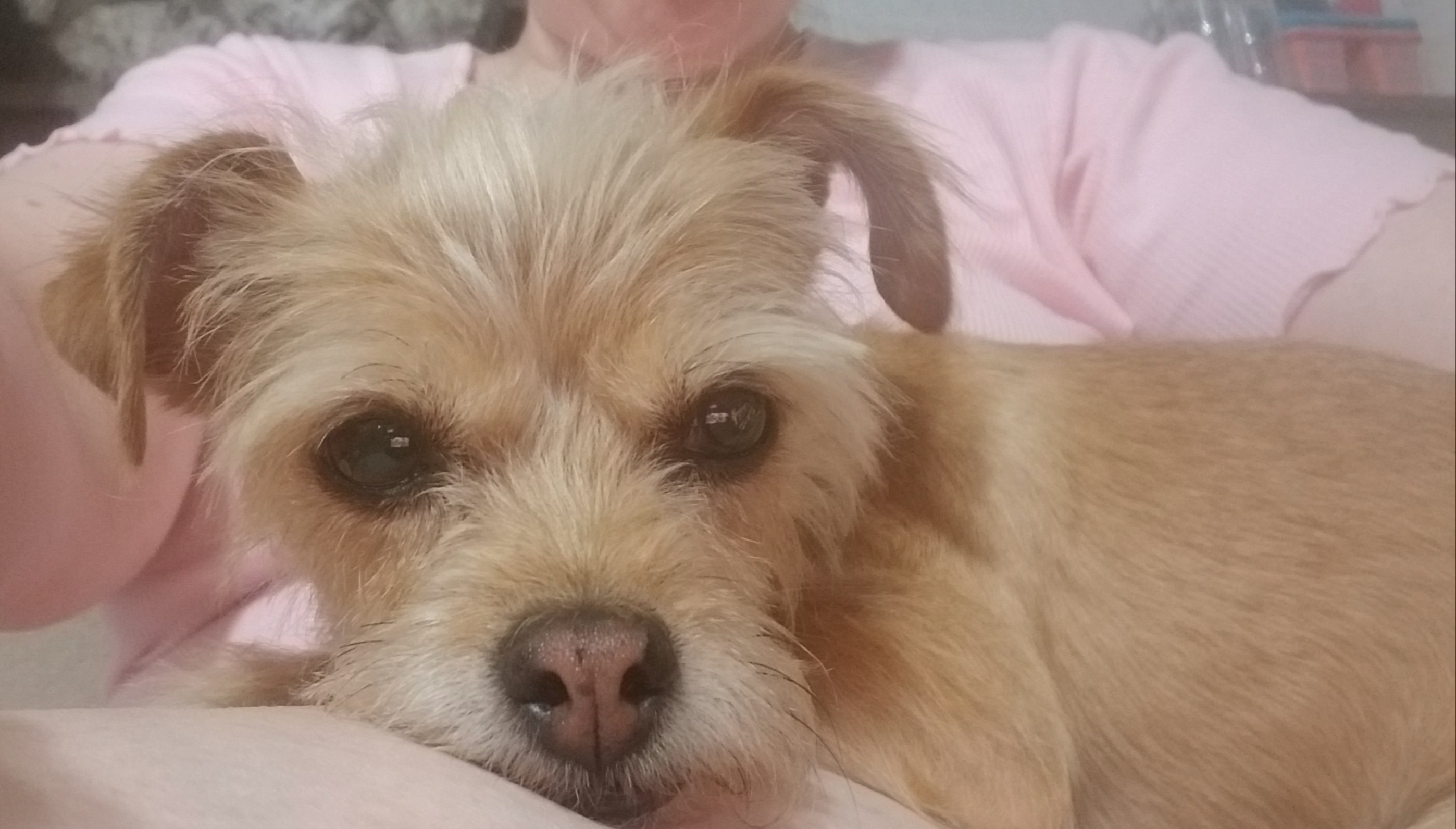 Rosie, an adoptable Terrier, Chihuahua in Windsor, CO, 80550 | Photo Image 2