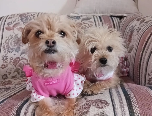 Rosie, an adoptable Terrier, Chihuahua in Windsor, CO, 80550 | Photo Image 3