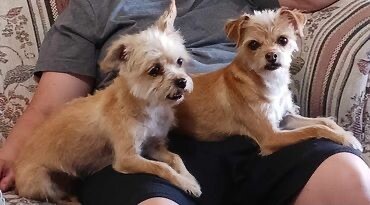 Rosie, an adoptable Terrier, Chihuahua in Windsor, CO, 80550 | Photo Image 4