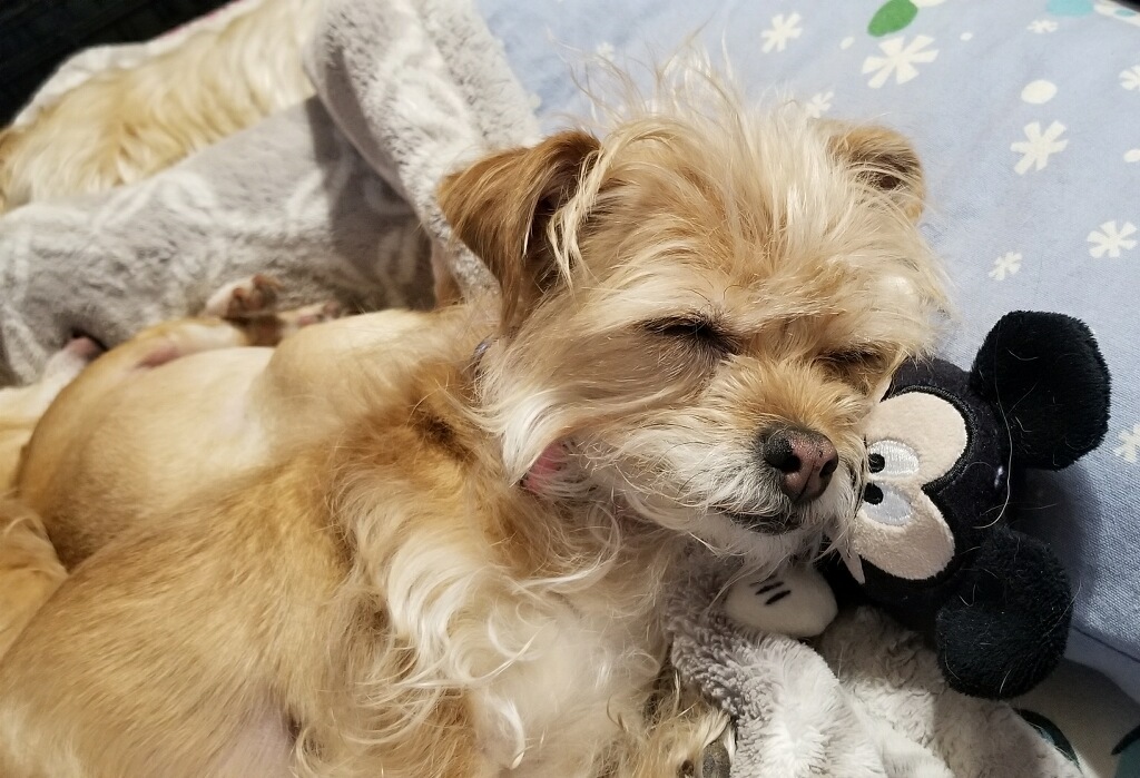 Rosie, an adoptable Terrier, Chihuahua in Windsor, CO, 80550 | Photo Image 5