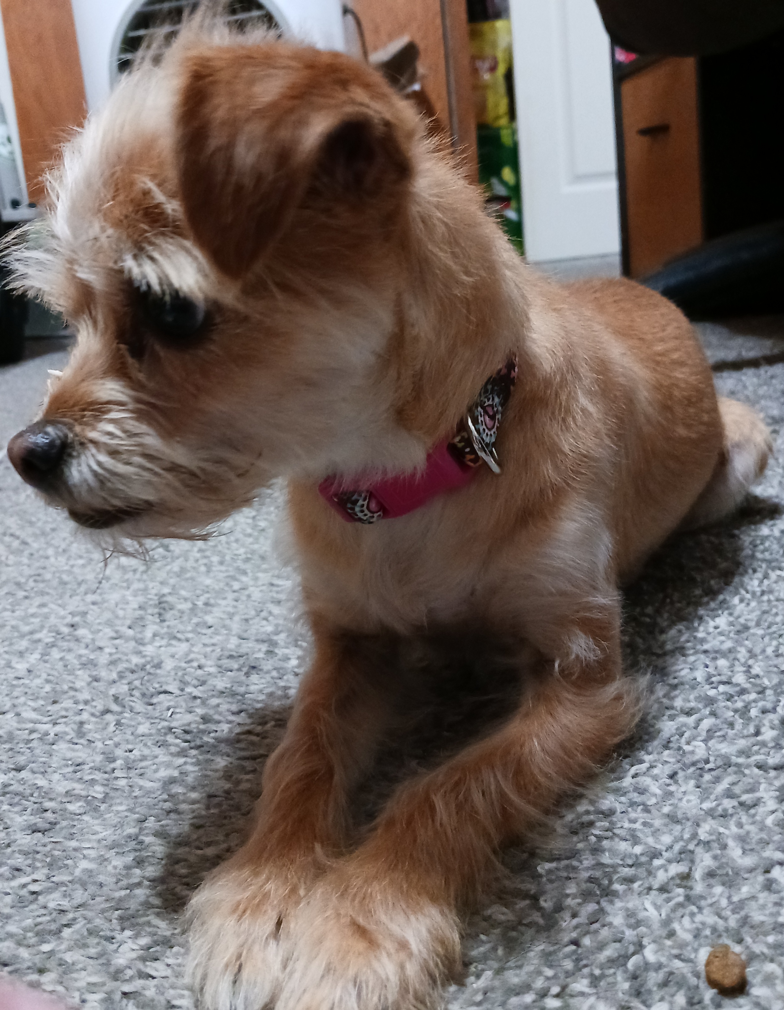 Rosie, an adoptable Terrier, Chihuahua in Windsor, CO, 80550 | Photo Image 6