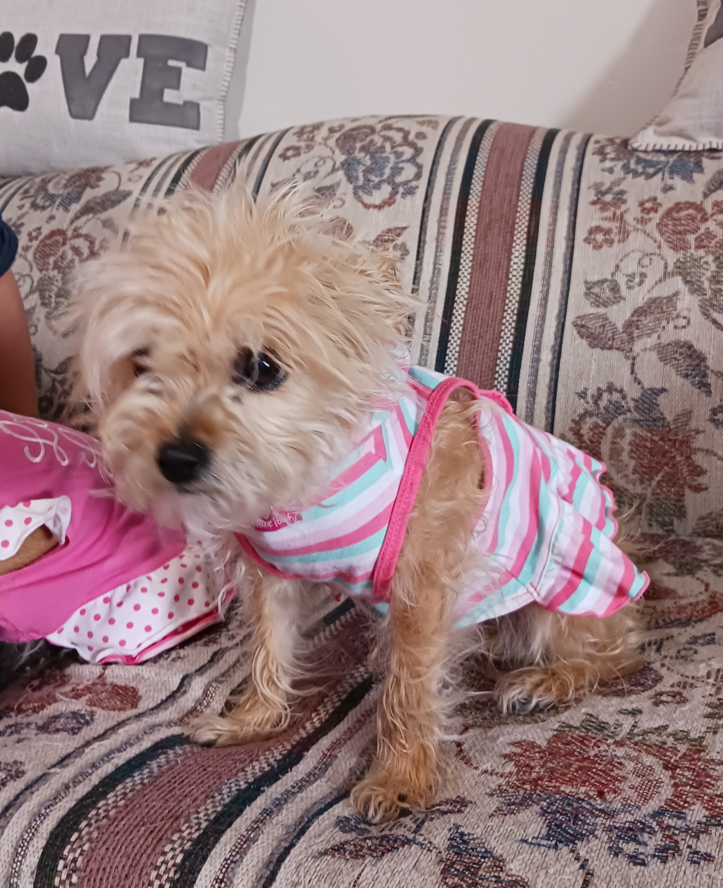 Sophia, an adoptable Terrier, Chihuahua in Windsor, CO, 80550 | Photo Image 2