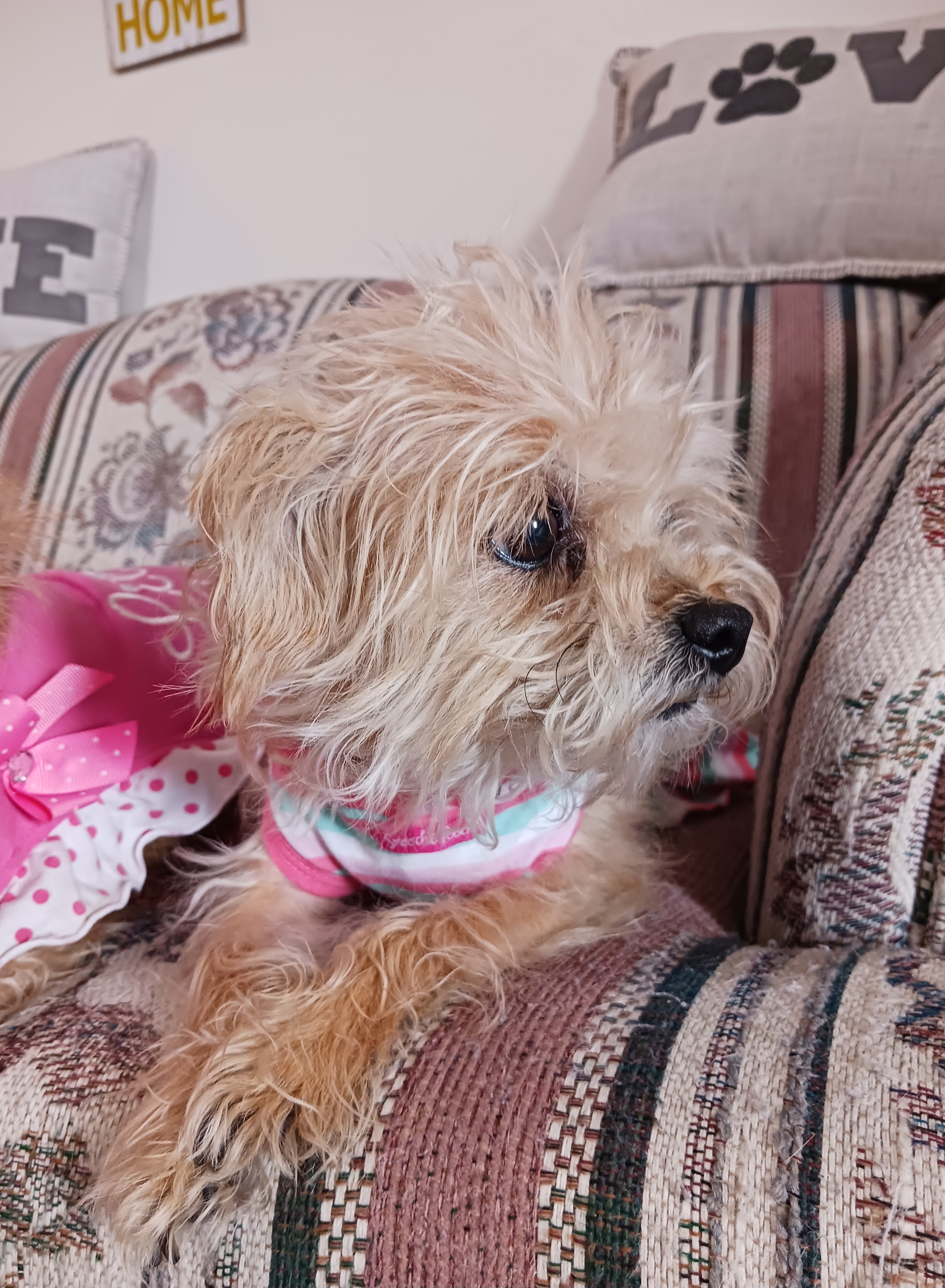 Sophia, an adoptable Terrier, Chihuahua in Windsor, CO, 80550 | Photo Image 3