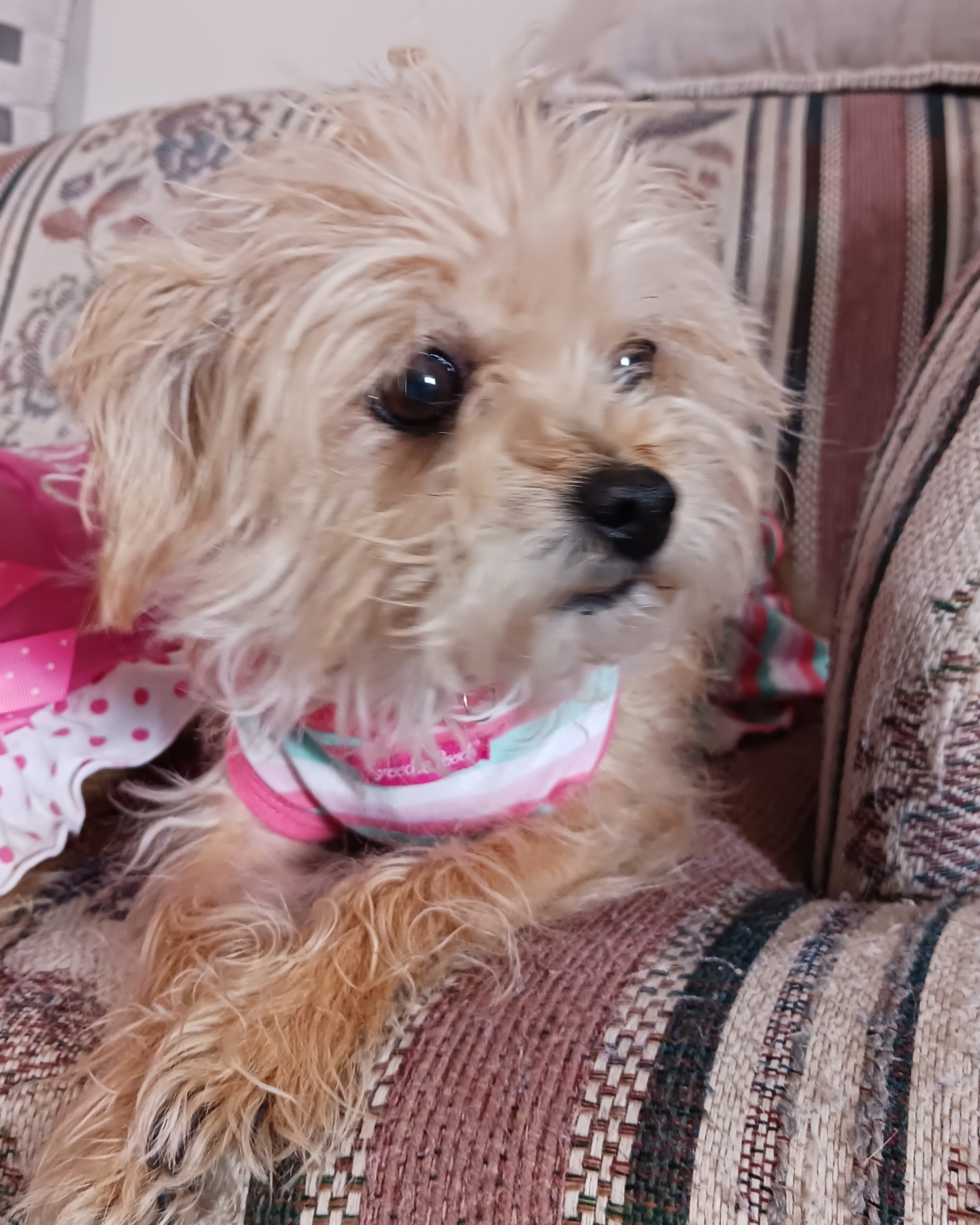 Sophia, an adoptable Terrier, Chihuahua in Windsor, CO, 80550 | Photo Image 3