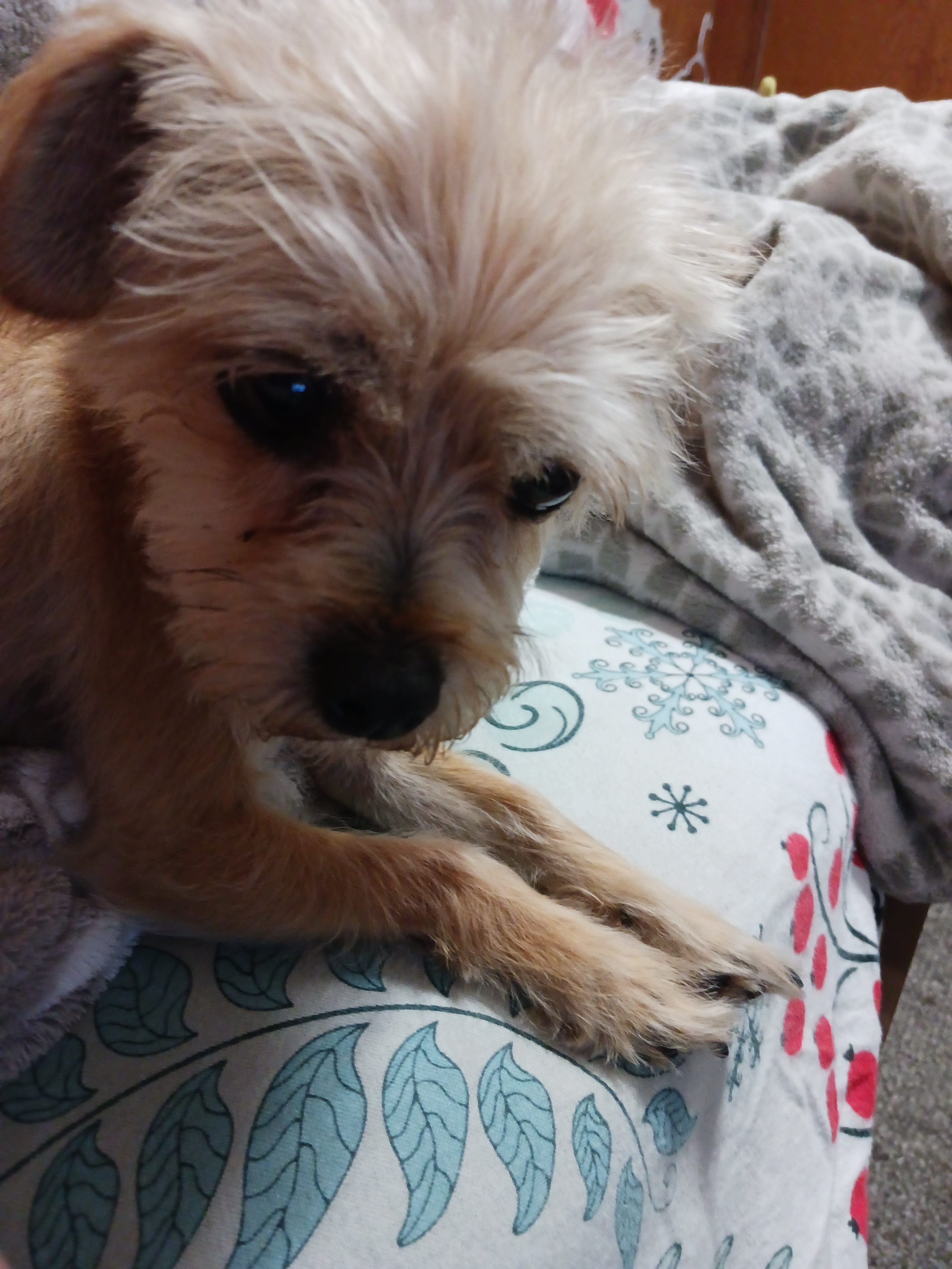 Sophia, an adoptable Terrier, Chihuahua in Windsor, CO, 80550 | Photo Image 5