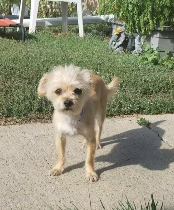 Sophia, an adoptable Terrier, Chihuahua in Windsor, CO, 80550 | Photo Image 6