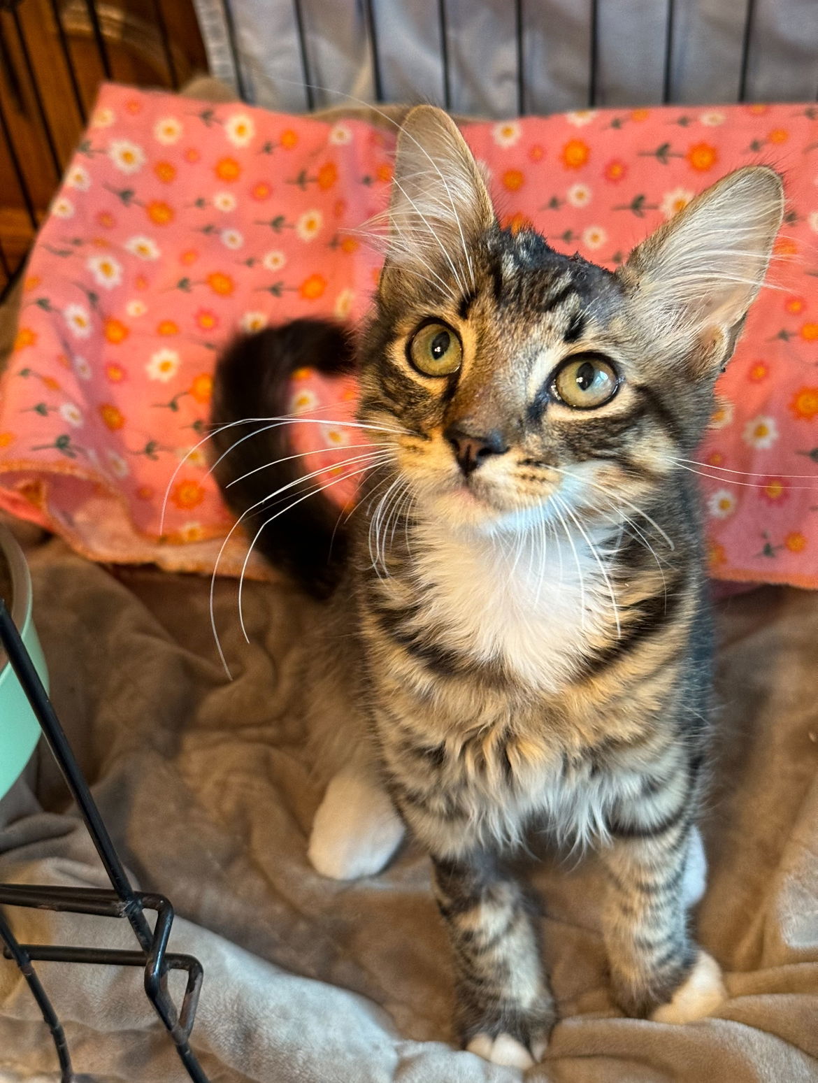 Gilligan