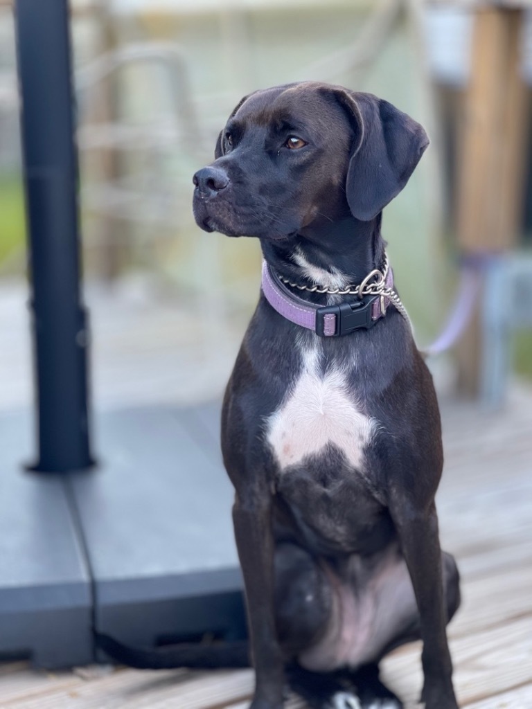 Harley
