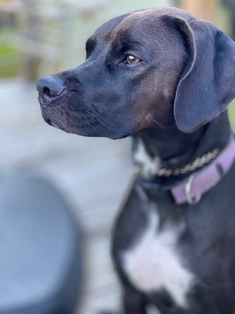 Harley