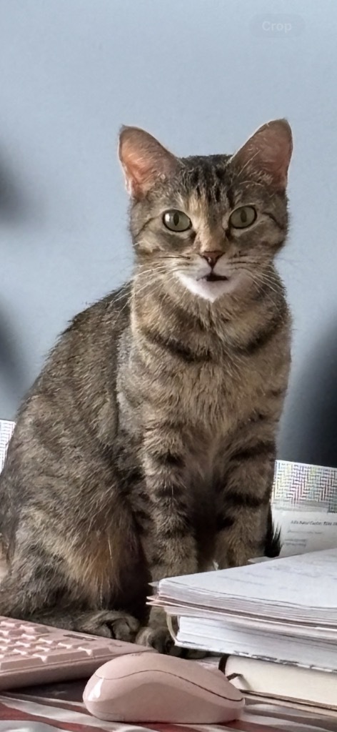 Violetta, an adoptable Domestic Short Hair in Olathe, KS, 66062 | Photo Image 1