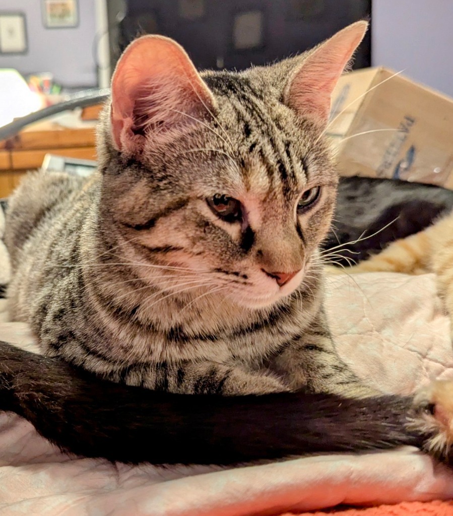 Violetta, an adoptable Domestic Short Hair in Olathe, KS, 66062 | Photo Image 2