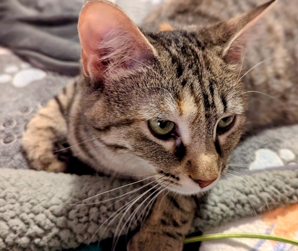 Violetta, an adoptable Domestic Short Hair in Olathe, KS, 66062 | Photo Image 3