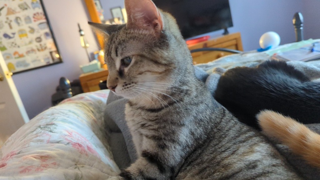 Violetta, an adoptable Domestic Short Hair in Olathe, KS, 66062 | Photo Image 4