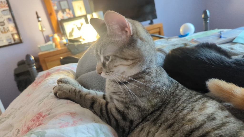 Violetta, an adoptable Domestic Short Hair in Olathe, KS, 66062 | Photo Image 5