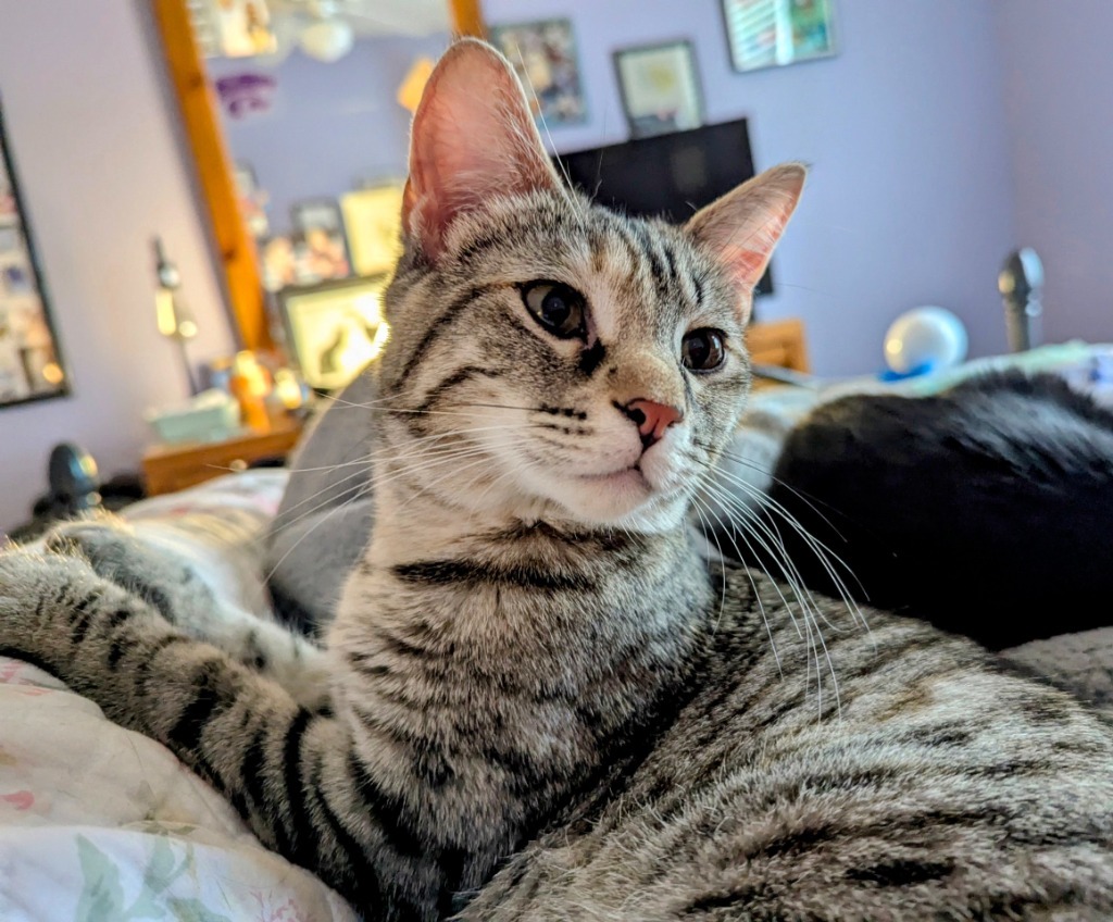 Violetta, an adoptable Domestic Short Hair in Olathe, KS, 66062 | Photo Image 6