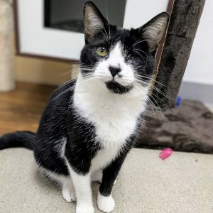 Mr Green 4380, Young Male Domestic Short Hair