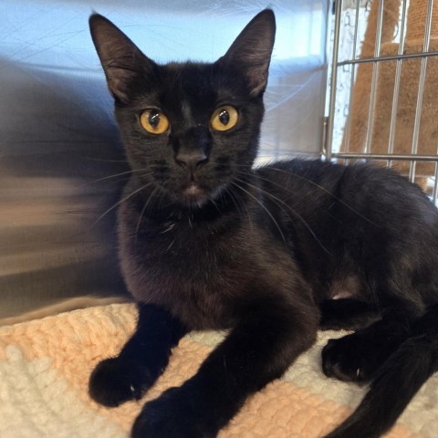 Cinder, an adoptable Domestic Short Hair in Nampa, ID, 83651 | Photo Image 1