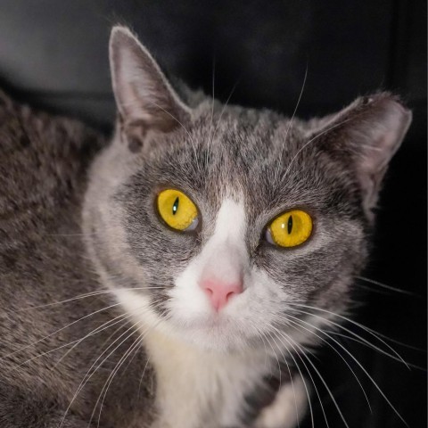 Saffron, an adoptable Domestic Short Hair in Thomaston, ME, 04861 | Photo Image 1