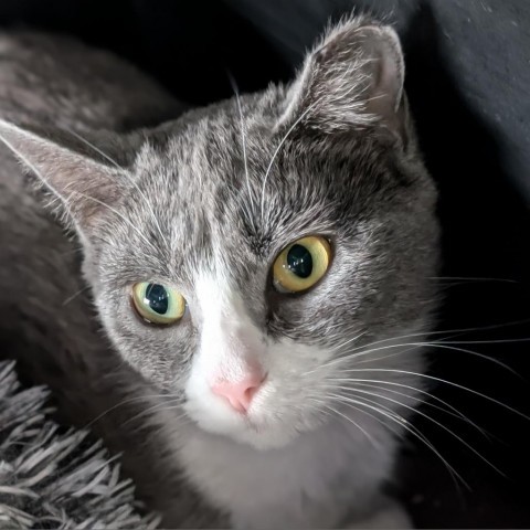 Saffron, an adoptable Domestic Short Hair in Thomaston, ME, 04861 | Photo Image 2