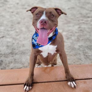 Cain, Adult Male Mixed Breed