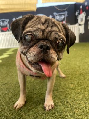 Mrs. Peacock *special needs* Pug Dog