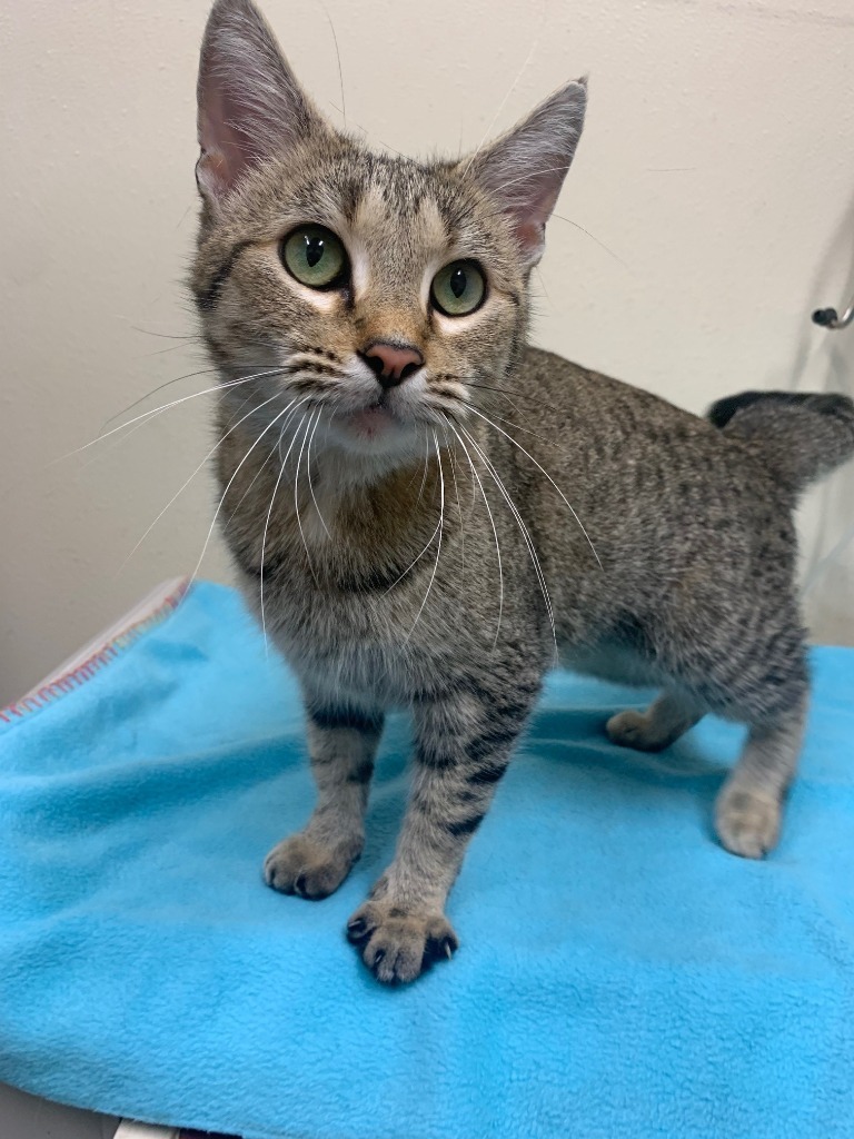 Missy, an adoptable Domestic Short Hair in Ladysmith, WI, 54848 | Photo Image 1