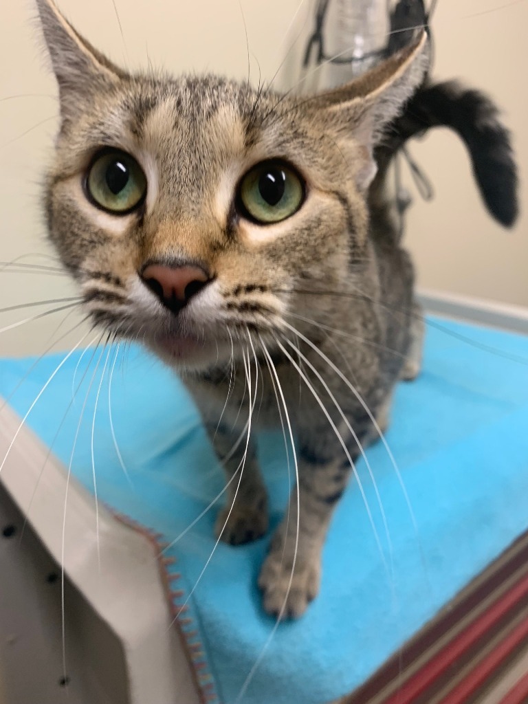 Missy, an adoptable Domestic Short Hair in Ladysmith, WI, 54848 | Photo Image 2