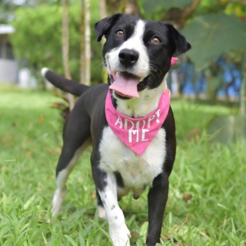 Riley, an adoptable Mixed Breed in Kailua Kona, HI, 96740 | Photo Image 1