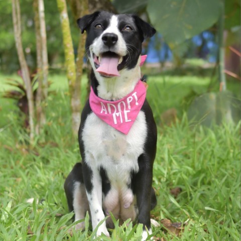 Riley, an adoptable Mixed Breed in Kailua Kona, HI, 96740 | Photo Image 2