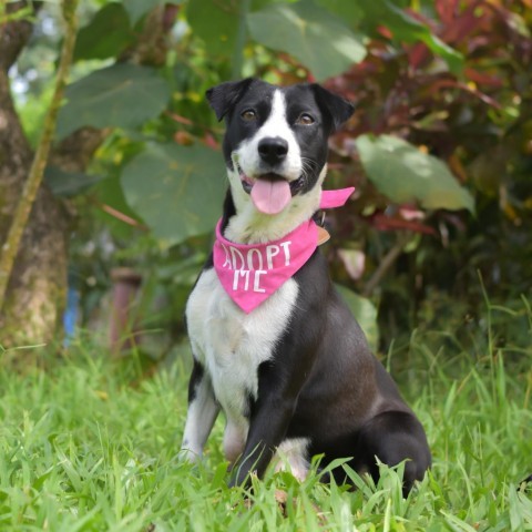 Riley, an adoptable Mixed Breed in Kailua Kona, HI, 96740 | Photo Image 3