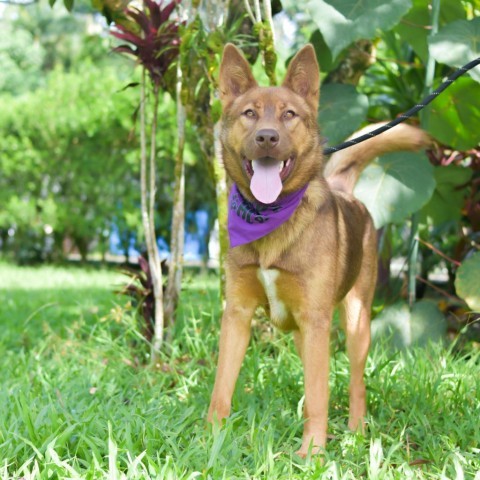 Callie, an adoptable Mixed Breed in Kailua Kona, HI, 96740 | Photo Image 1