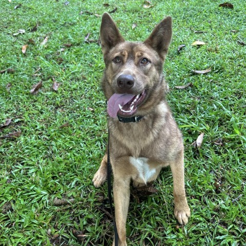 Callie, an adoptable Mixed Breed in Kailua Kona, HI, 96740 | Photo Image 2