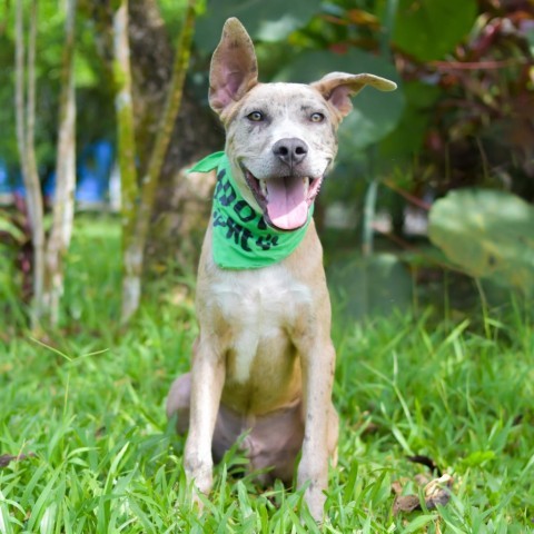 Marbles, an adoptable Mixed Breed in Kailua Kona, HI, 96740 | Photo Image 1