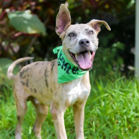 Marbles, an adoptable Mixed Breed in Kailua Kona, HI, 96740 | Photo Image 2