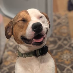 Rocko (In Foster Home)