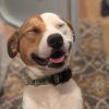 Rocko-Adoption Fee SPONSORED! (In Foster Home) photo 1