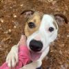 Rocko-Adoption Fee SPONSORED! (In Foster Home) photo 2