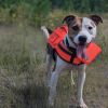Rocko-Adoption Fee SPONSORED! (In Foster Home) photo 4