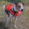 Rocko-Adoption Fee SPONSORED! (In Foster Home) photo 6