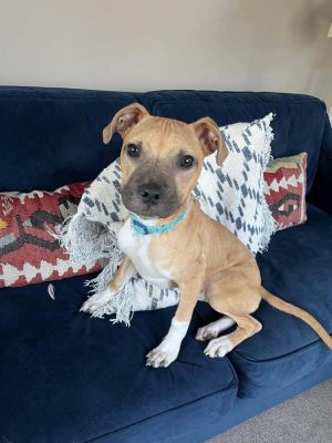 You can fill out an adoption application online on our official websiteJack GA is a male Black Mo