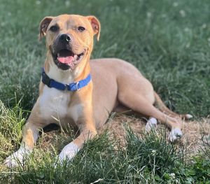 You can fill out an adoption application online on our official websiteMeet Jack - A Survivor with 