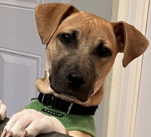 You can fill out an adoption application online on our official websiteJill GA is a female Hound 
